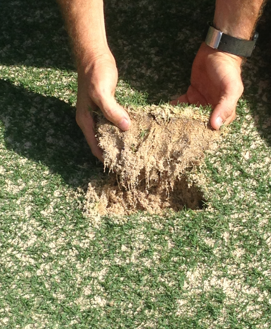 Bermuda roots show exceptional growth three weeks after sprigging.