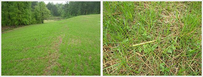 By April 17, the site had been stabilized with vegetation establishment well under way.