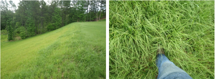 May 19 and the cool-season grasses really kicked in. With the onset of summer, the warm season species will be taking off.