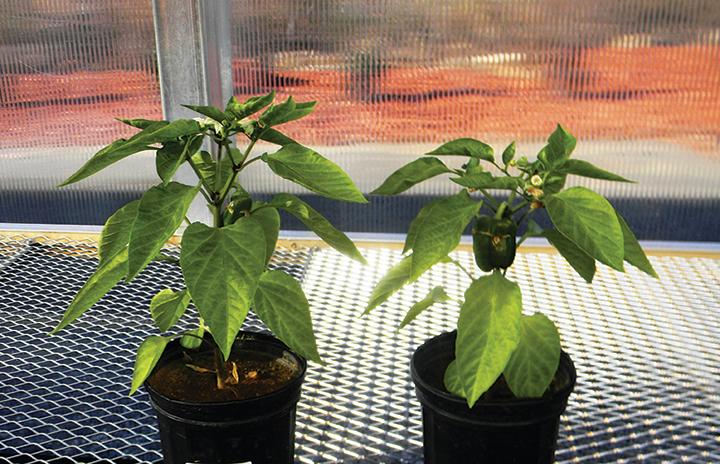 Profile creates ideal conditions that lead to larger plants and reduced plant stress. The plant on the left was grown in a mix of 50 percent Profile Lawn & Landscape Porous Ceramic Soil Conditioner and 50 percent potting soil, while the plant on the right was grown in 100 percent potting soil.