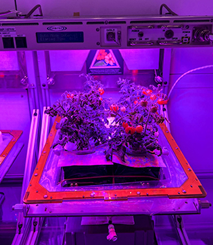 NASA crop growth experiment