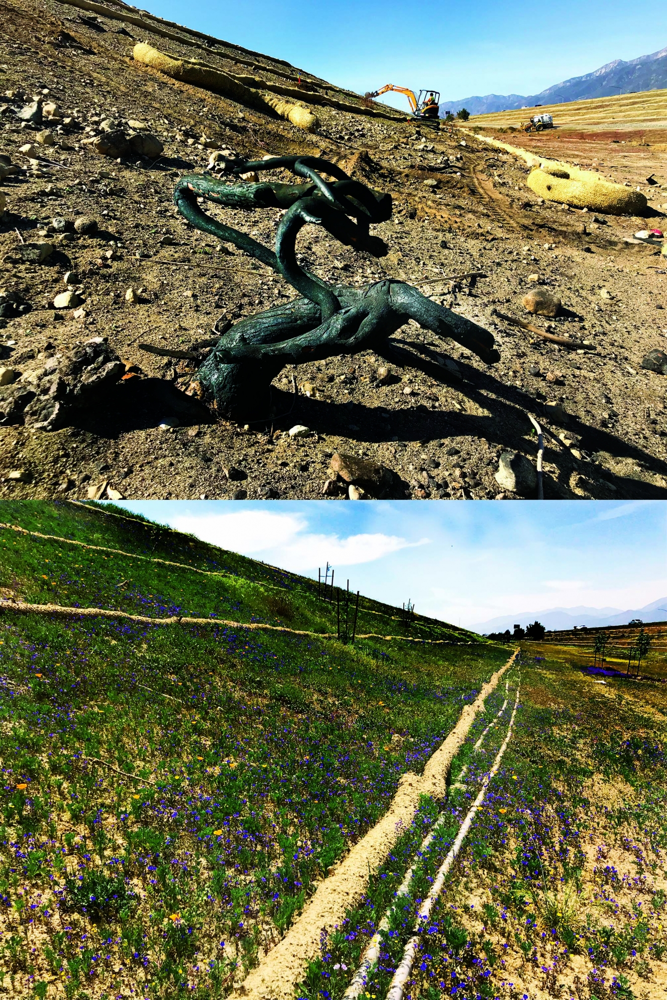 <b>Top:</b> A portion of the scorched berm along the Highway 210/Interstate 15 interchange in Rancho Cucamonga, California in January 2018.
<b>Bottom:</b> Vegetation growth from the same site in April 2018, less than two months after application with ProGanics® Biotic Soil Media™.